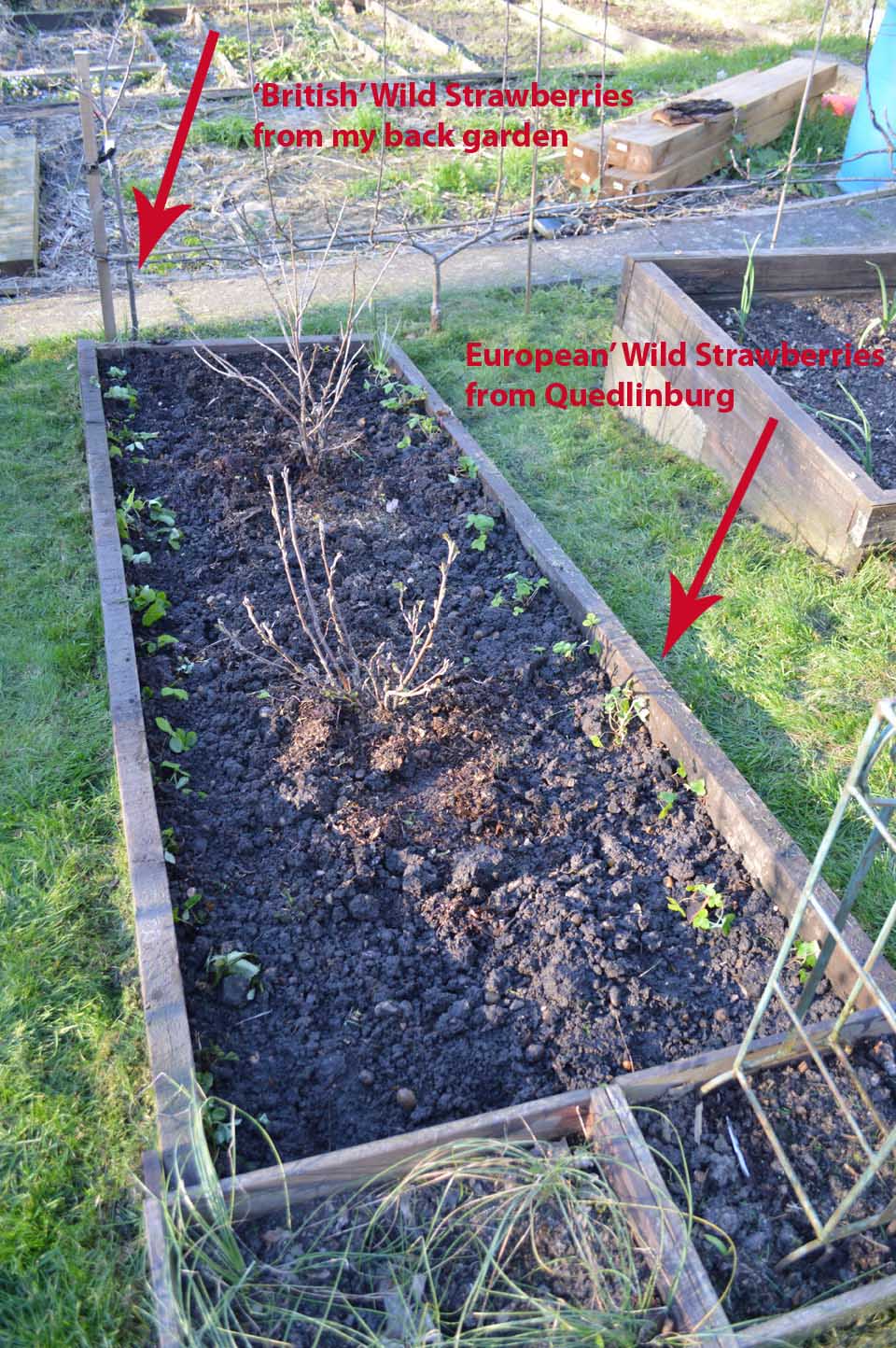 Wild strawberries3 2017