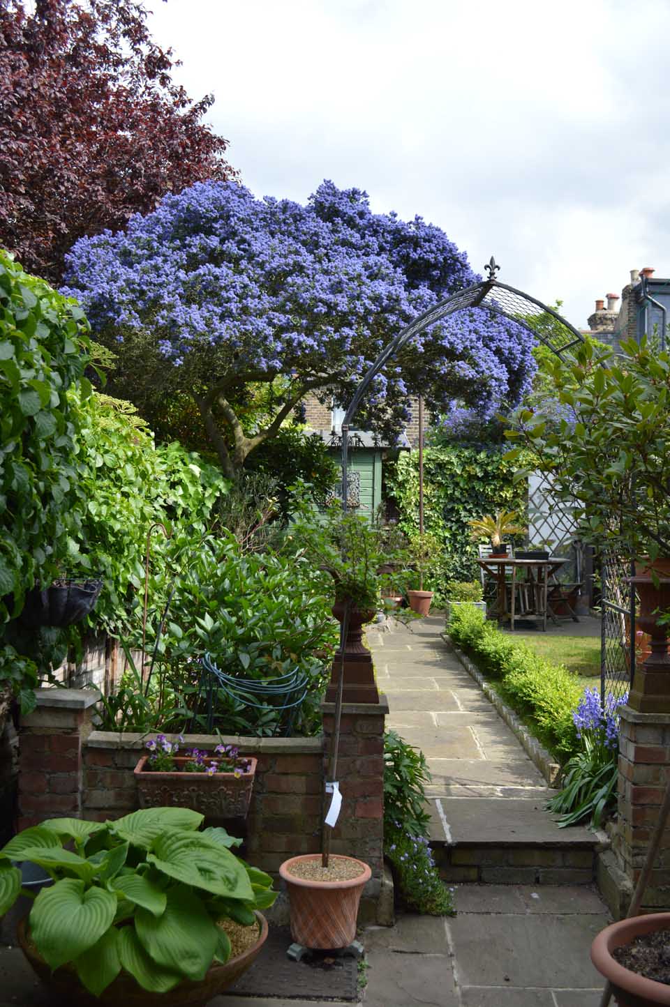 ceanothus and bluebells