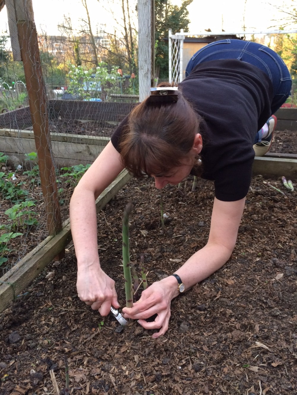 Me cutting the first Asparagus 2 april 2017