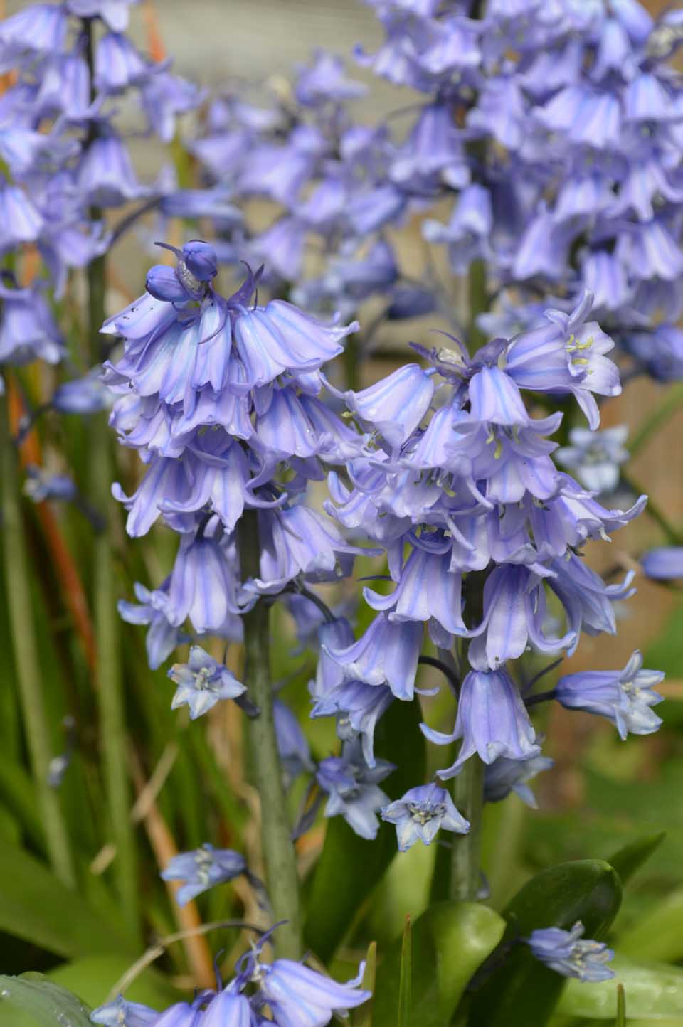 Sandra Lawrence Spanish bluebell5jpg