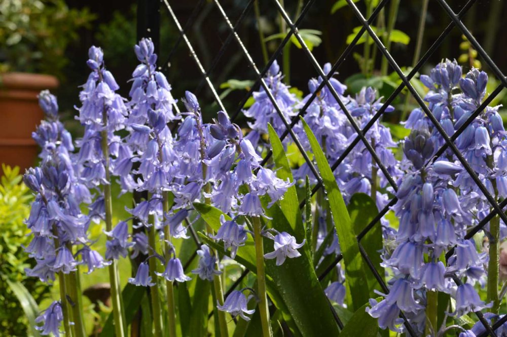 Sandra Lawrence Spanish bluebell7