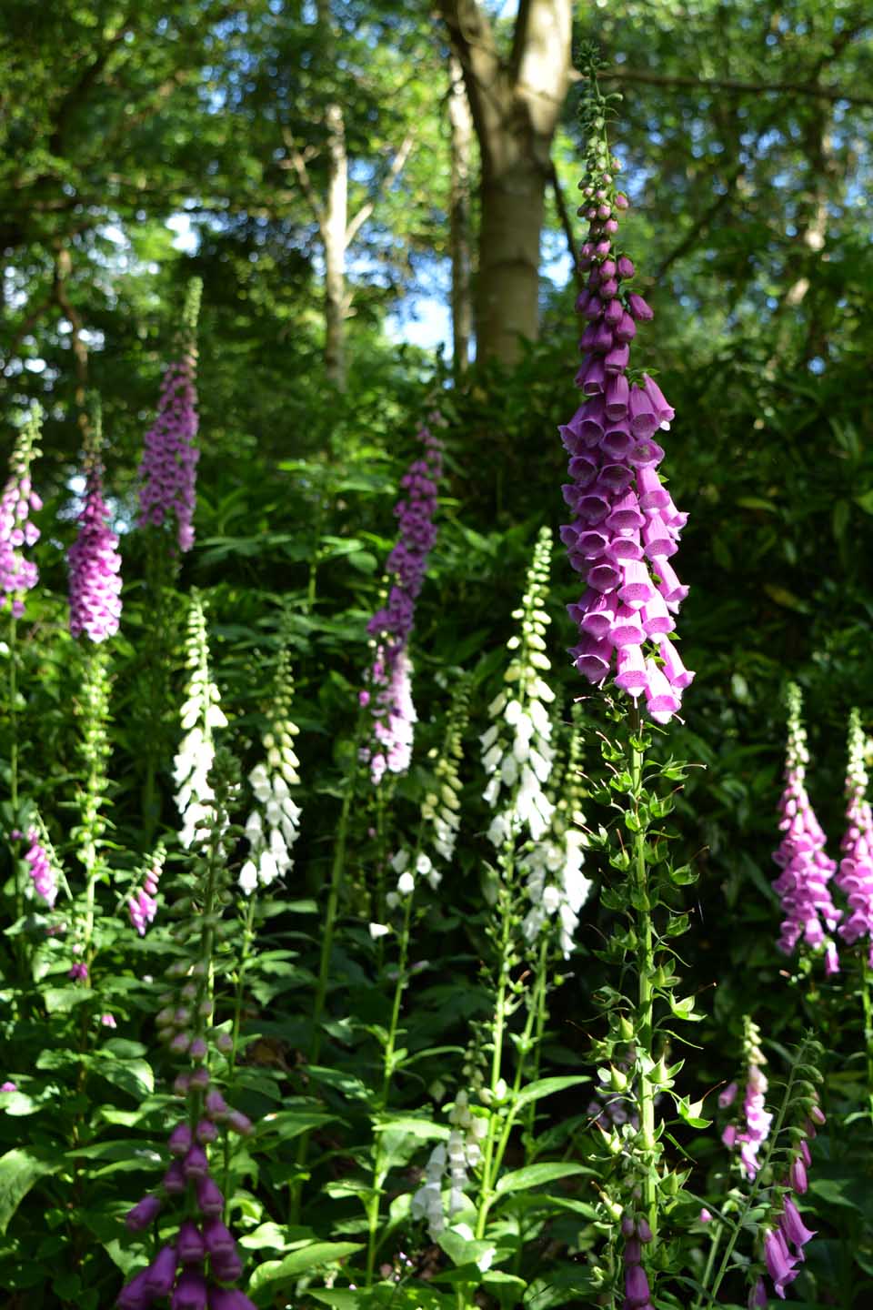 Foxgloves warley (c) Sandra Lawrence 4