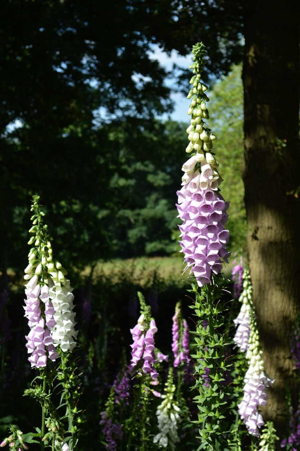 Foxgloves warley (c) Sandra Lawrence