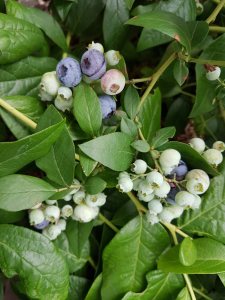blueberries 2017