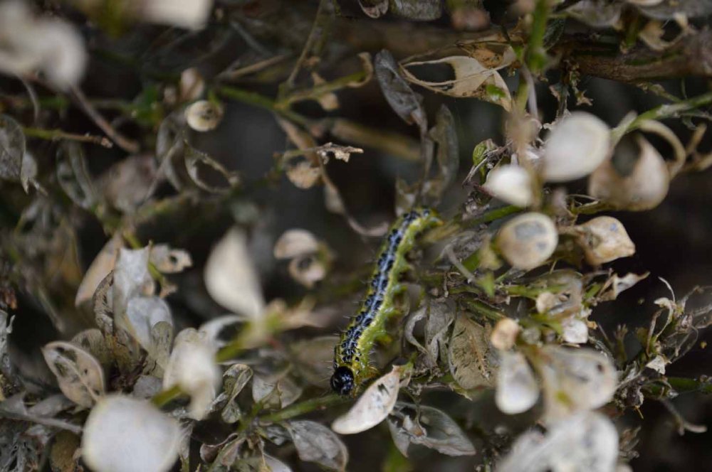 box tree caterpillar