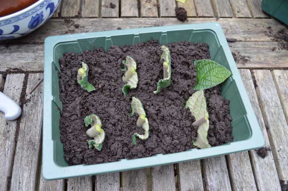 cut leaf strep May 2017