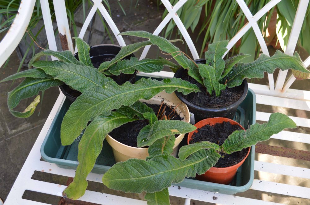 divided strep May 2017