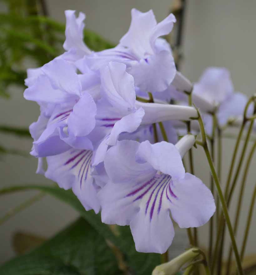 strep in flower 2016 2